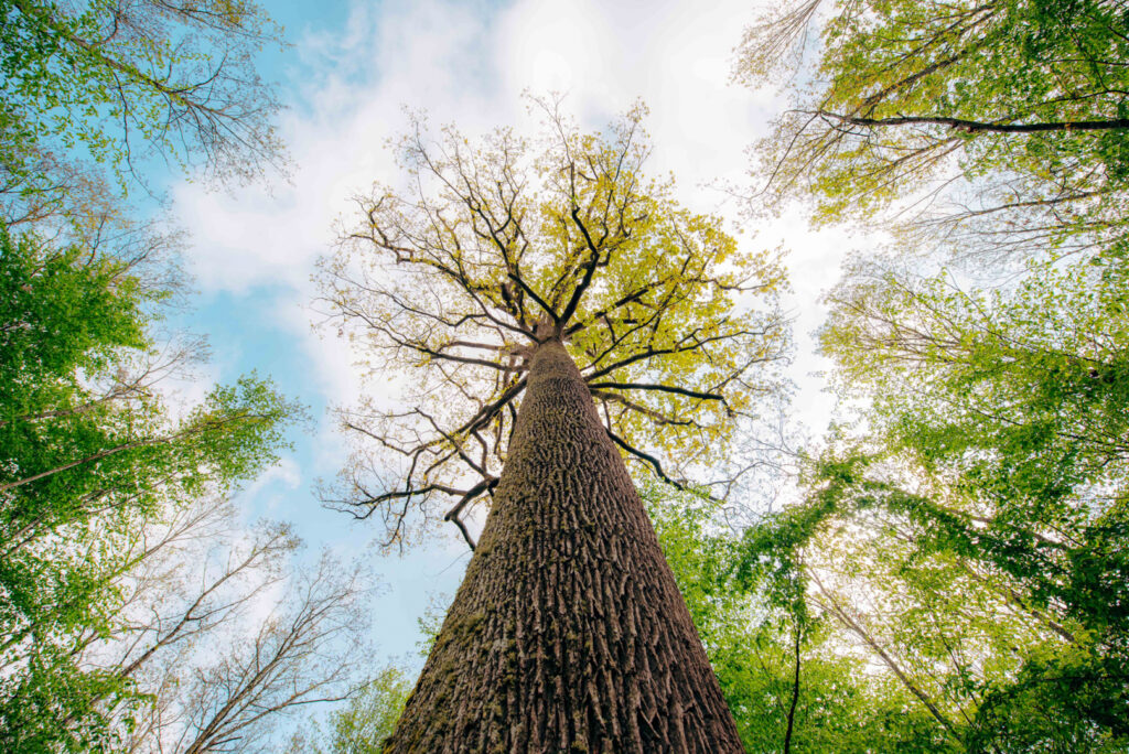 Sentier de randonnée dans les Combrailles en Auvergne avec paysages naturels et vallonnés