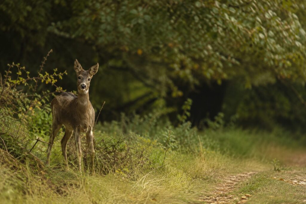 Chevreuil observé au bord d'un sentier dans les Combrailles, au cœur de la nature auvergnate.